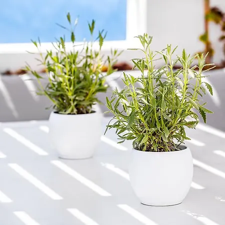 Erossea * Imerovigli (Santorini)